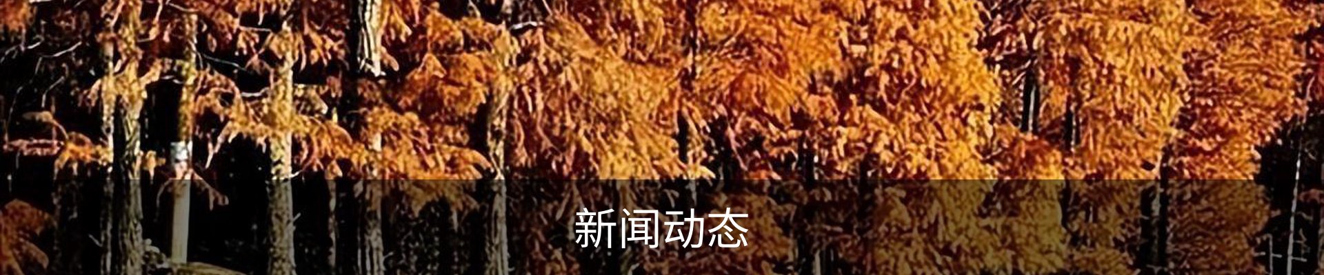 新闻动态